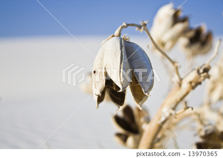 Flower of Yucca Flower of Yucca 13970365