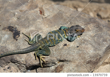 Collared lizard Collared lizard 13970739