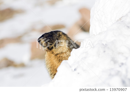 Marmot 13970907