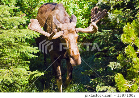 Moose Moose 13971002