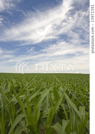 Corn Field 13971391