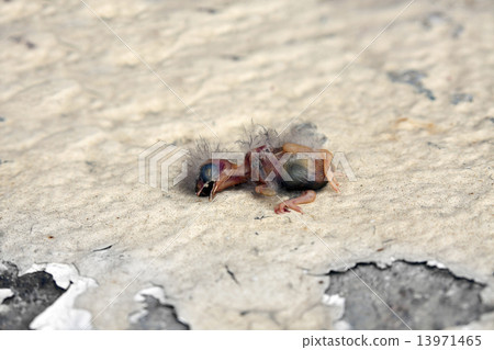 Dead chick Dead chick 13971465