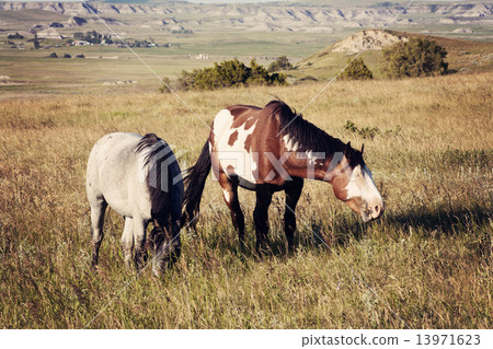 Wild Horses in Theodore Roosevelt National Park Wild Horses in Theodore Roosevelt National Park 13971623