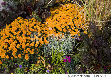 Fall garden 13972012