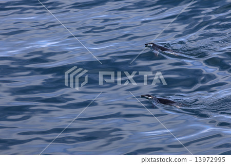 Two chinstrap pinguins swimming in the Antarctic waters 13972995