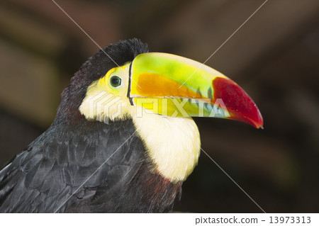 Toucan Toucan 13973313