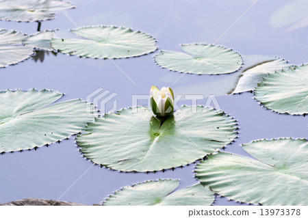 Brightly Colored Water Lily or Lotus Flower Floating on Pond Brightly Colored Water Lily or Lotus Flower Floating on Pond 13973378