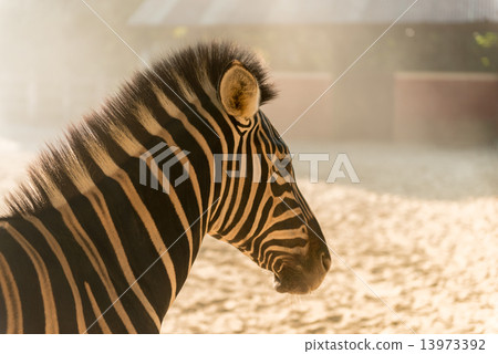 Zebra looking at camera, Etosha National Park, Namibia 13973392