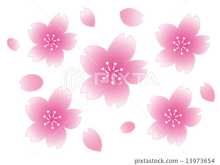 櫻花和花瓣 13973654