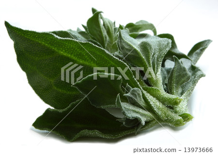 Ice plant salad Food ingredients up 13973666