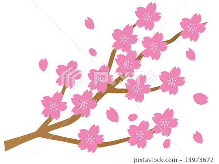 櫻花盛開 櫻花盛開 13973672