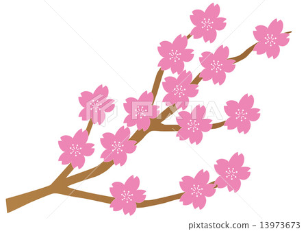 櫻花盛開 櫻花盛開 13973673