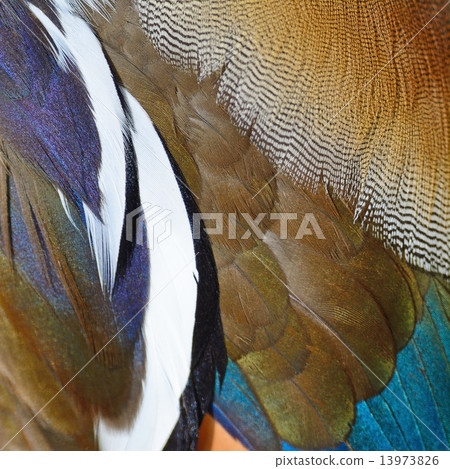 Mandarin duck feathers 13973826