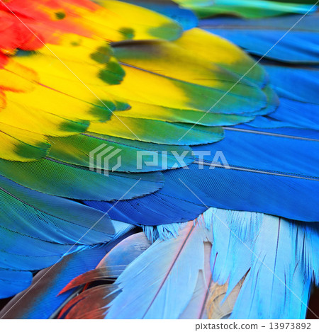 Scarlet Macaw feathers 13973892