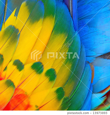 Scarlet Macaw feathers 13973893