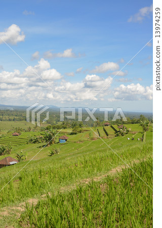 Jatirui的水稻露台 13974259