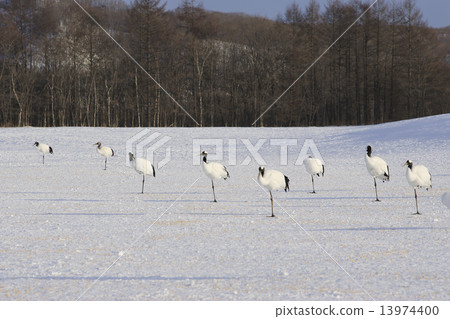 Tanpuru crane 13974400