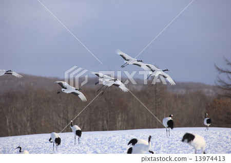 Tanpuru crane 13974413