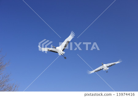 Tanpuru crane 13974416