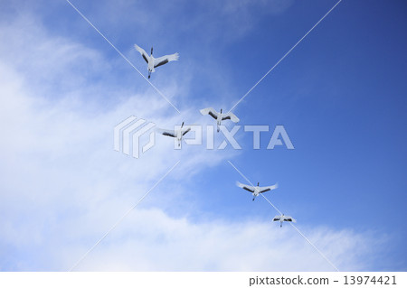Tanpuru crane Tanpuru crane 13974421