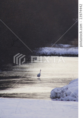 Tanpuru crane 13974442