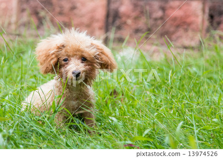 Little poodle puppy sitting and look lost surrounded by long grass 13974526