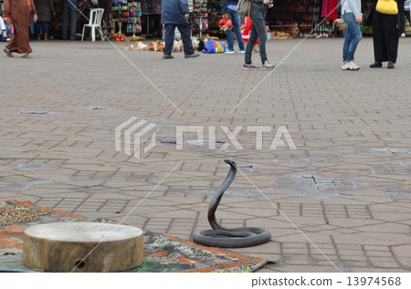 Cobra that is being danced to serpent in Jama L El Fna Square in Marrakesh Cobra that is being danced to serpent in Jama L El Fna Square in Marrakesh 13974568
