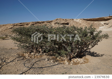 Oman, Salalah, frankincense tree 13974630