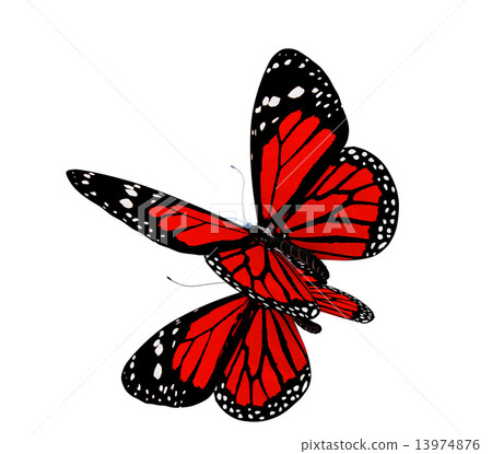 Butterfly Butterfly 13974876