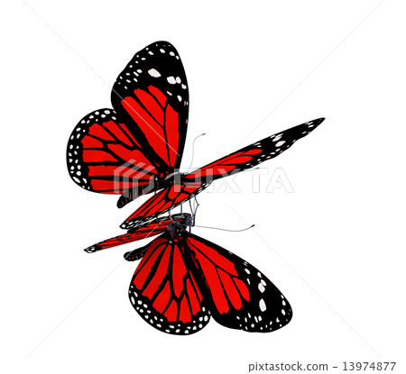 Butterfly 13974877