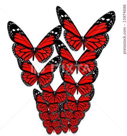 Butterflies Butterflies 13974886