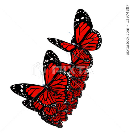 Butterflies Butterflies 13974887