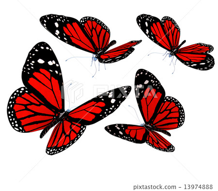 Butterflies Butterflies 13974888