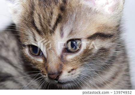 neweborn kittens 13974932
