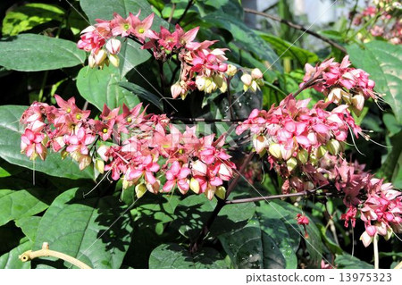 Benigenpajyra 13975323