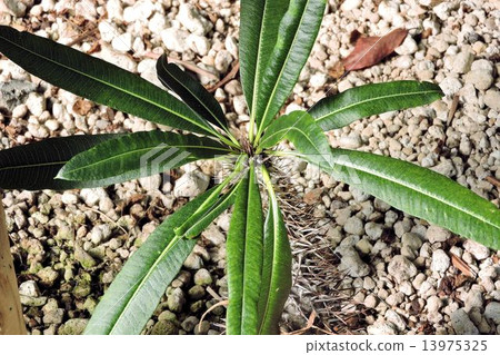 Pakipodium · Rameley Pakipodium · Rameley 13975325