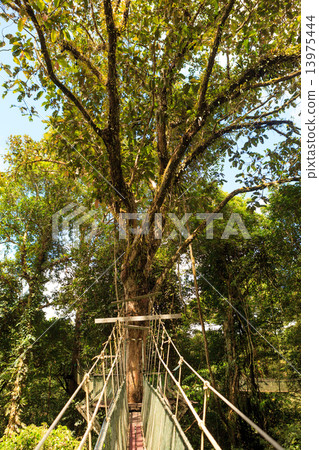 Canopy walk at gunung mulu national park Canopy walk at gunung mulu national park 13975444