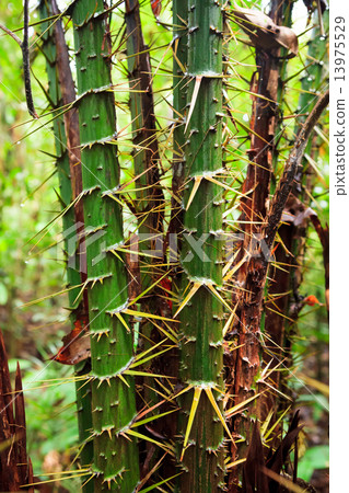 Spiky plant in rainforest 13975529