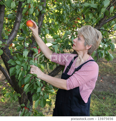 Agriculture, female farmer in apricot orchard Agriculture, female farmer in apricot orchard 13975656