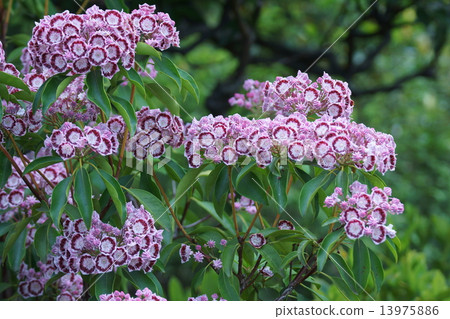 Carmirelet Crown 13975886