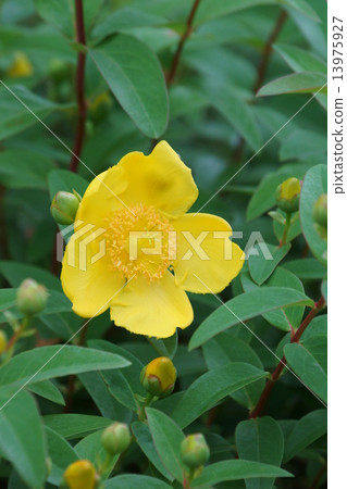 沖繩金線被稱為ume Hiperamum·Hidcoat。 13975927