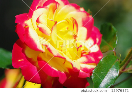 Spring Rose Spring Rose 13976571