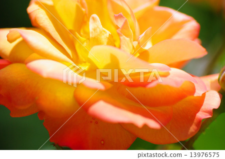 Spring Rose Spring Rose 13976575