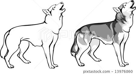 wolf howling - options 13976860