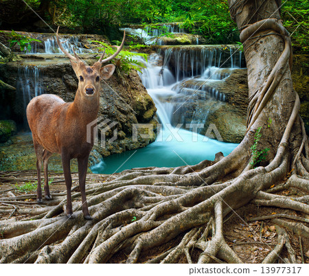 sambar deer standing beside bayan tree root in front of lime sto 13977317
