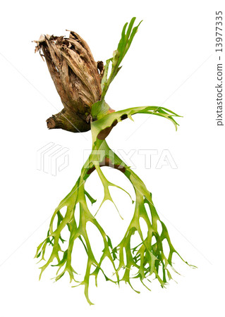 tropical staghorn hanging fern in deep rain forest isolated whit tropical staghorn hanging fern in deep rain forest isolated whit 13977335