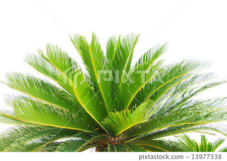greem leaves of cycad plam tree plant isolated white background greem leaves of cycad plam tree plant isolated white background 13977338