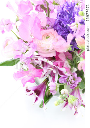 紫色風信子佈置(垂直右) 紫色風信子佈置(垂直右) 13977671