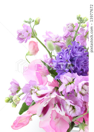 紫色風信子的安排（垂直右下） 13977672