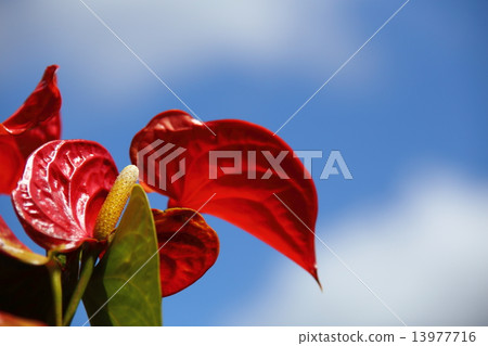 Ancerium花 13977716